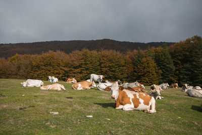 Cows on field against sky