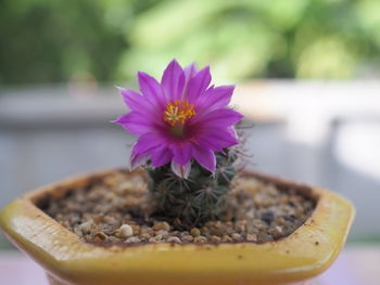 Close-up of pink flower on potted plant