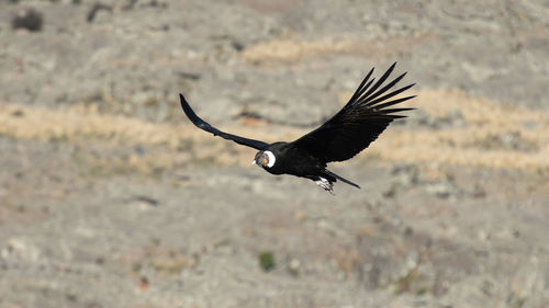 Bird flying