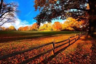 Scenic view of field against sky during autumn