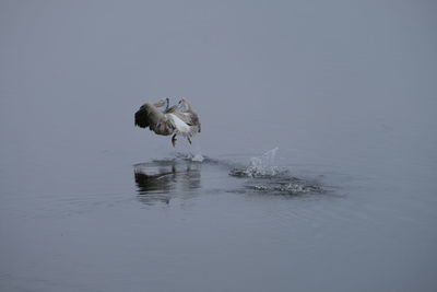 Bird in a lake