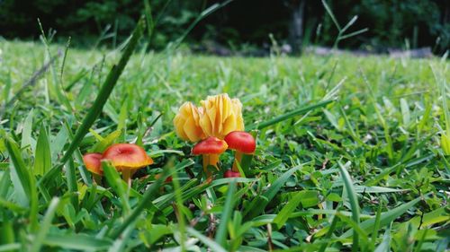 Close-up of plants growing on field