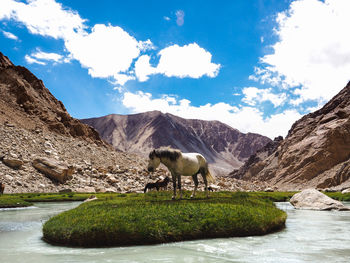 Horse grazing in a mountain against sky