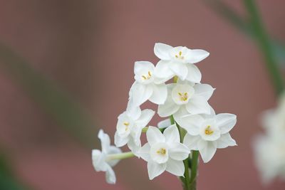 Close-up of white cherry blossoms