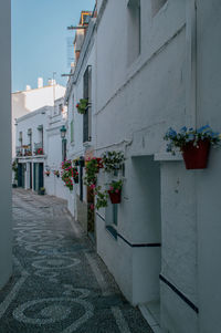 Potted plant on footpath by building