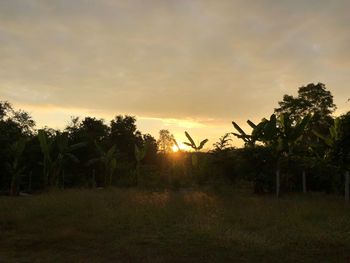 Trees growing on field against sky during sunset