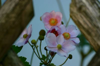 Close-up of pink flowers