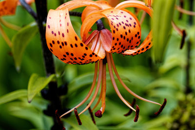 Lilium lancifolium