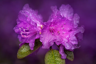 Close-up of wet purple flowering plants during rainy season