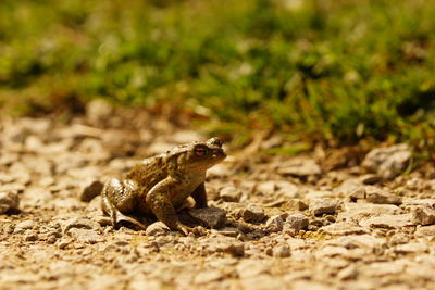 Close-up of frog on ground