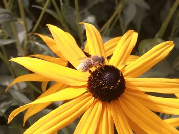 Close-up of honey bee pollinating on yellow flower