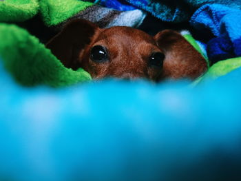 Close-up portrait of dog