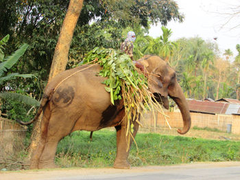 Side view of elephant on land