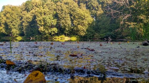 Scenic view of lake in forest