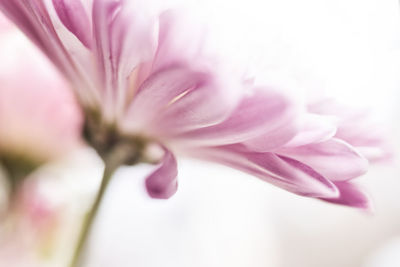 Close-up of pink flower