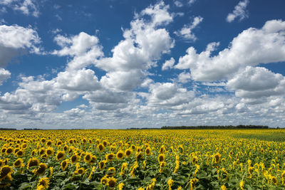 Scenic view of sunflower field against cloudy sky