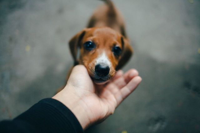 Close-up of hand touching puppy | ID: 111269118