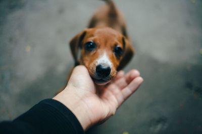 Close-up of hand holding puppy