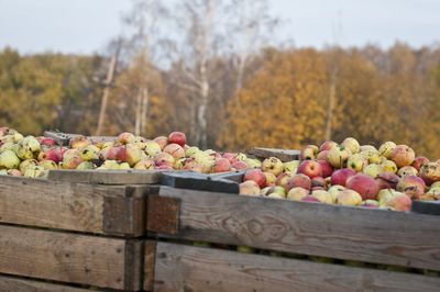 View of apples in crate