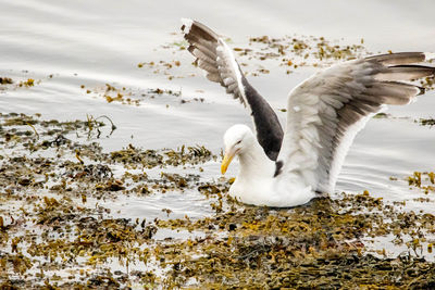 Swan swimming in lake