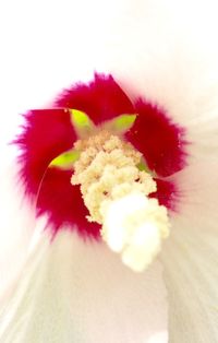 Close-up of white daisy flowers