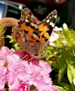 Close-up of butterfly perching on pink flower