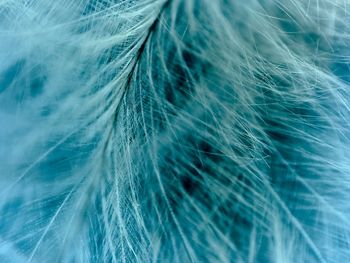 Full frame shot of feathers