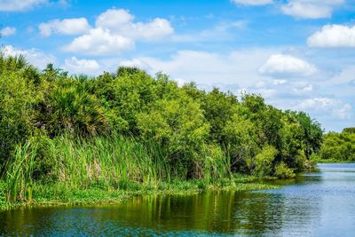 Scenic view of lake in forest against sky