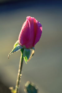 Close-up of pink flower bud