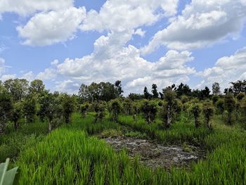 Scenic view of agricultural field against sky