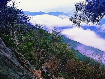 Scenic view of lake in forest