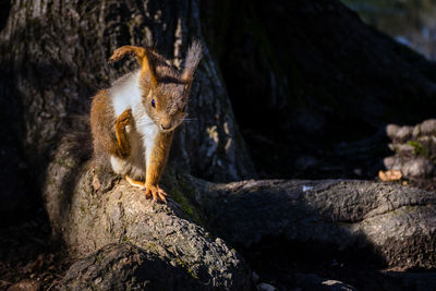 Squirrel on rock