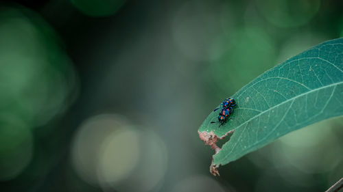 Close-up of insect on leaf