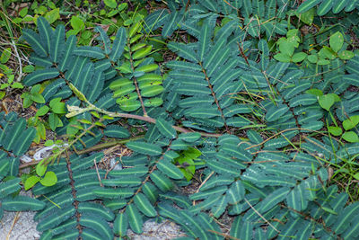 High angle view of leaves on field