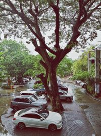 Street amidst trees in city during rainy season