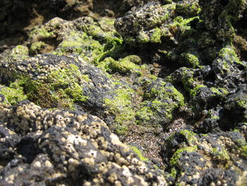 Close-up of rock