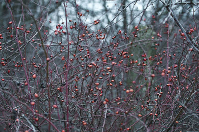 Rosehip bush without leaves in the cold