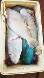 High angle view of fish in container