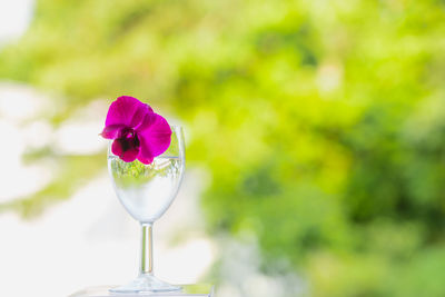 Close-up of pink flower in glass