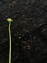 Close-up of flower plant