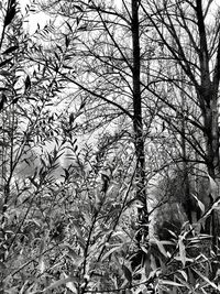 Low angle view of tree against sky