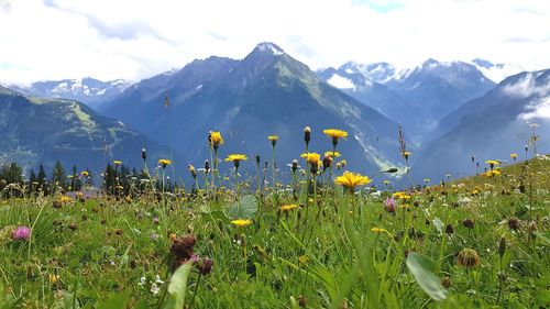 Yellow flowering plants on field against mountains