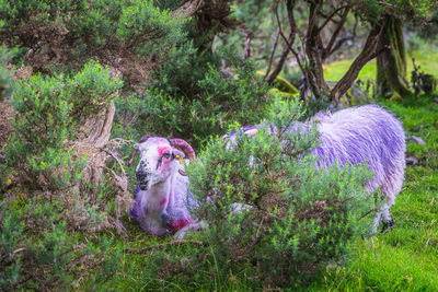 View of an animal on field