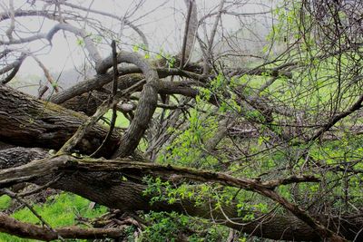 Close-up of tree in forest