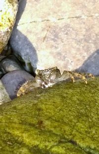 Close-up of water flowing through rocks