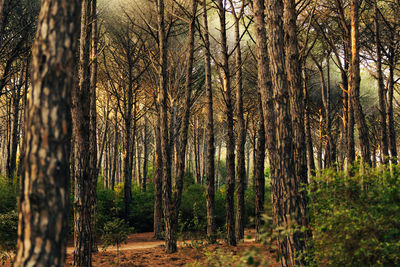 Trees in forest