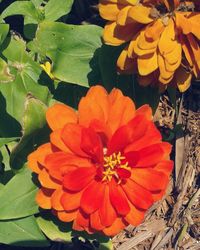 Close-up of orange flower