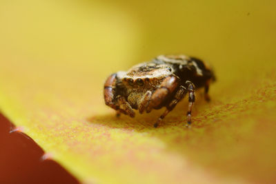Close-up of spider