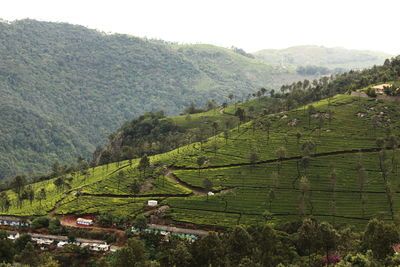 Scenic view of agricultural field and mountains against sky