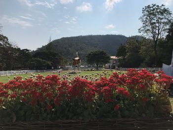 Flowers blooming by trees against sky